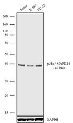 p38 MAPK alpha Antibody in Western Blot (WB)