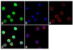 DR3 Antibody in Immunocytochemistry (ICC/IF)