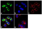 DR3 Antibody in Immunocytochemistry (ICC/IF)