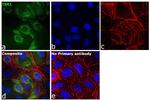 TBK1 Antibody in Immunocytochemistry (ICC/IF)