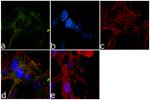 TBK1 Antibody in Immunocytochemistry (ICC/IF)