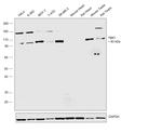 TBK1 Antibody in Western Blot (WB)