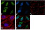 SMURF2 Antibody in Immunocytochemistry (ICC/IF)