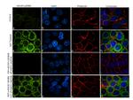 Phospho-AS160 (Ser588) Antibody in Immunocytochemistry (ICC/IF)