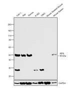 IRF8 Antibody