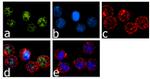 IRF8 Antibody in Immunocytochemistry (ICC/IF)