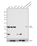 IRF8 Antibody in Western Blot (WB)