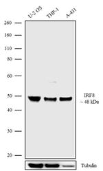 IRF8 Antibody in Western Blot (WB)