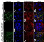 Phospho-EGFR (Tyr992) Antibody