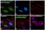 Phospho-beta Catenin (Ser552) Antibody in Immunocytochemistry (ICC/IF)