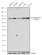 Phospho-beta Catenin (Ser552) Antibody in Western Blot (WB)