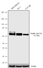 Phospho-Paxillin (Ser178) Antibody in Western Blot (WB)