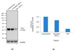 NDE1 Antibody in Western Blot (WB)