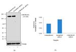 CDK5RAP2 Antibody