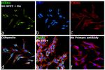 ESRRG Antibody in Immunocytochemistry (ICC/IF)