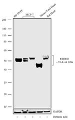 ESRRG Antibody in Western Blot (WB)