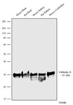 Calbindin D28K Antibody in Western Blot (WB)