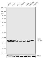 NME1 Antibody in Western Blot (WB)