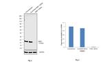 NME1 Antibody in Western Blot (WB)