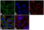 NME1 Antibody in Immunocytochemistry (ICC/IF)