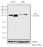 JAK2 Antibody