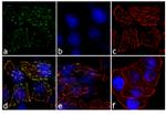 JAK2 Antibody in Immunocytochemistry (ICC/IF)