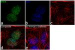 BRD4 Antibody in Immunocytochemistry (ICC/IF)