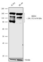 BRD4 Antibody in Western Blot (WB)