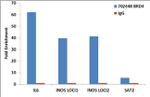 BRD4 Antibody in ChIP Assay (ChIP)