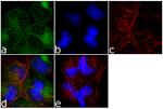 14-3-3 zeta Antibody in Immunocytochemistry (ICC/IF)