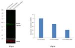 RUNX2 Antibody in Western Blot (WB)