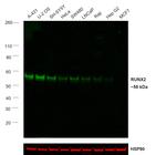 RUNX2 Antibody in Western Blot (WB)