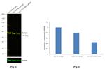 RUNX2 Antibody in Western Blot (WB)