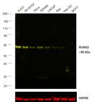 RUNX2 Antibody in Western Blot (WB)