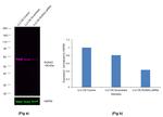 RUNX2 Antibody in Western Blot (WB)