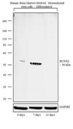 RUNX2 Antibody