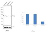 RUNX2 Antibody in Western Blot (WB)