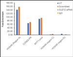 SUZ12 Antibody in ChIP Assay (ChIP)