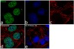 SUZ12 Antibody in Immunocytochemistry (ICC/IF)