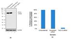 SUZ12 Antibody