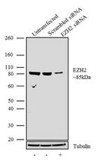 EZH2 Antibody in Western Blot (WB)