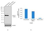 PDCD4 Antibody