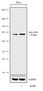 Phospho-MAPKAP1 (Thr86) Antibody