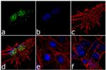 FOXG1 Antibody