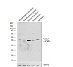 FOXG1 Antibody in Western Blot (WB)