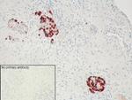 GPR68 Antibody in Immunohistochemistry (IHC)