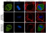 Phospho-MEK1 (Thr386) Antibody in Immunocytochemistry (ICC/IF)