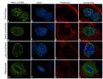 Phospho-MEK1 (Thr386) Antibody in Immunocytochemistry (ICC/IF)