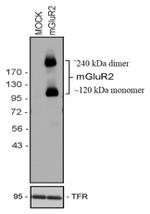 mGLuR2 Antibody in Western Blot (WB)