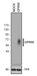 GPR68 Antibody in Western Blot (WB)